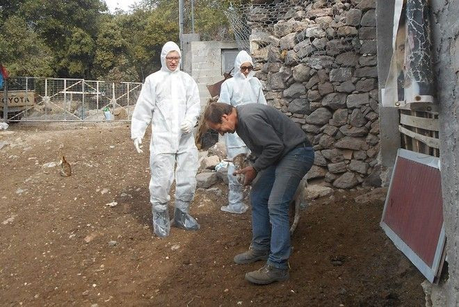 Και ο Στρατός στην μάχη κατά της Ευλογιάς του προβάτου στην Λέσβο